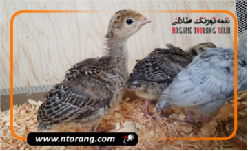 غذای جوجه بوقلمون یک روزه؛ نکات مهم تغذیه و رشد سالم